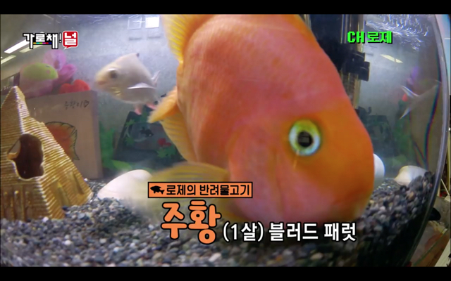 진짜 신기해서 가져온 블랙핑크 로제의 반려물고기 주황이 | 인스티즈