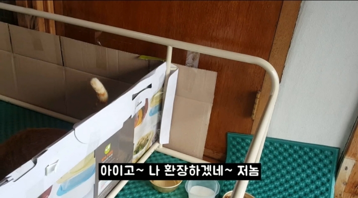 어머냥이 눈치보면서 냥이집 청소하는 아저씨ㅋㅋㅋ.jpg | 인스티즈