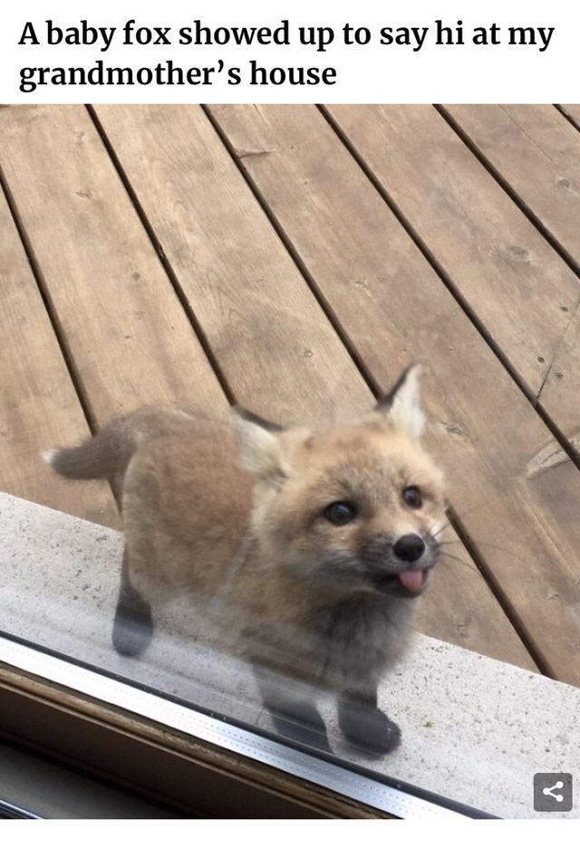 아기 여우가 할머니 집에 나타나서 인사함.jpg | 인스티즈