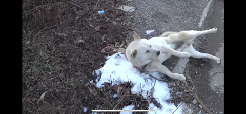 공장에서 평생 묶여사는 개 처음으로 산책시킨 유튜버 | 인스티즈