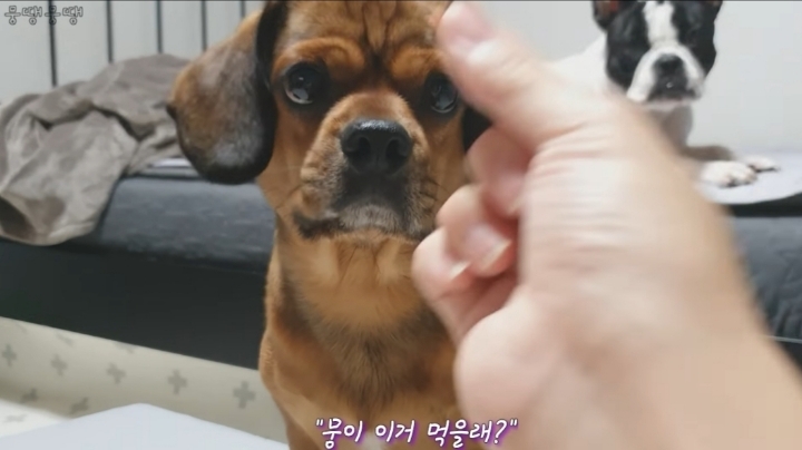 이정도면 안에 사람영혼 들어가있는거 같은 강아지 | 인스티즈