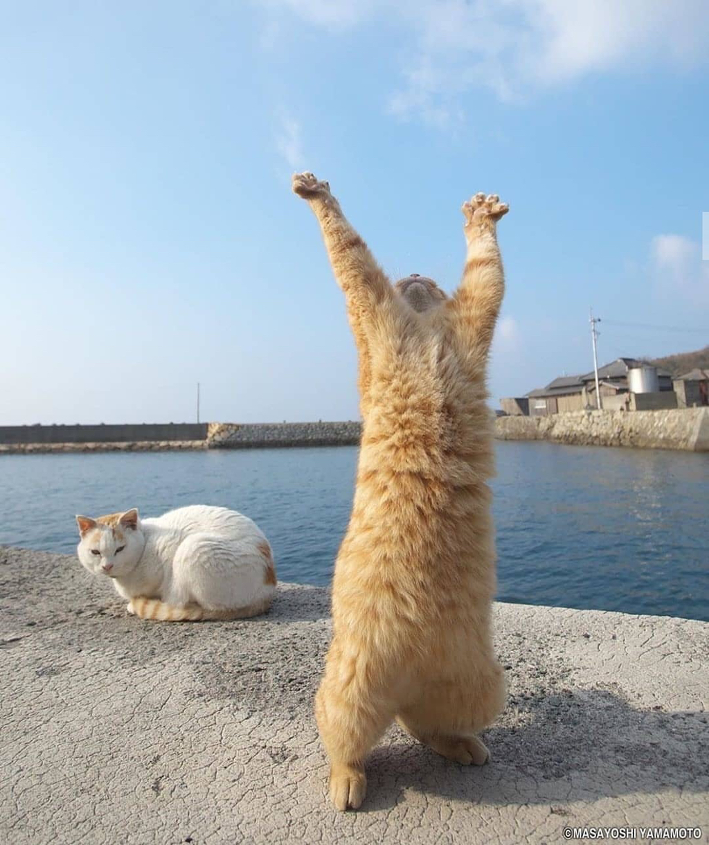 서 있는 고양이 모임 | 인스티즈