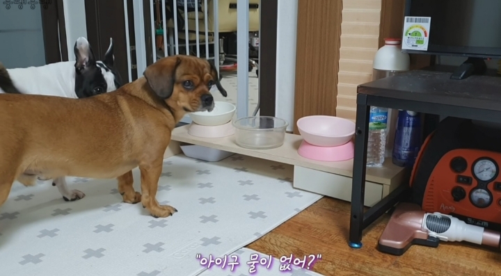 이정도면 안에 사람영혼 들어가있는거 같은 강아지 | 인스티즈