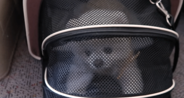 🐶강아지 달리의 비행기 1등석 체험기 .gif | 인스티즈