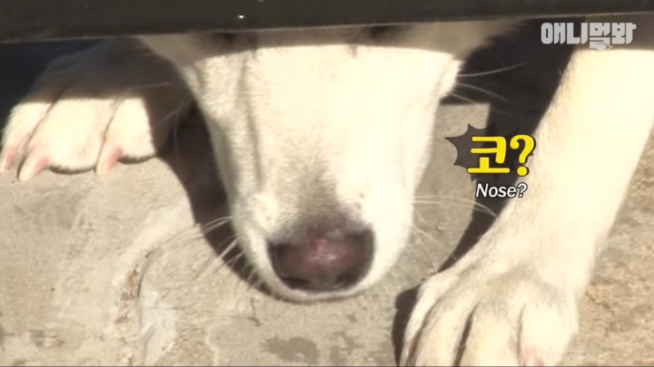 그알 갈색푸들보다 친화력 오지는 뻔순이 | 인스티즈