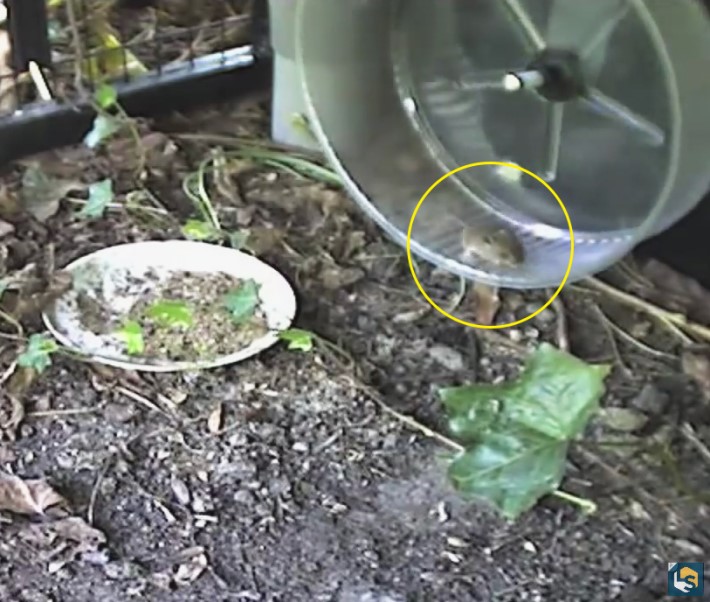 햄스터가 쳇바퀴를 타는 이유 | 인스티즈