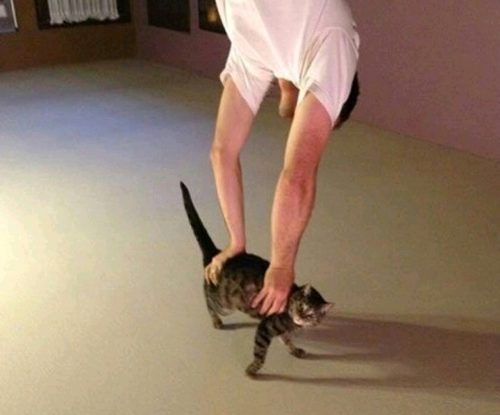 세계에서 제일 강한 힘을 가진 놀라운 고양이 | 인스티즈