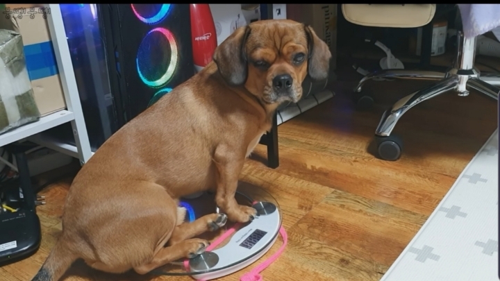 이정도면 안에 사람영혼 들어가있는거 같은 강아지 | 인스티즈