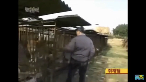 개장수만 보면 본능적으로 똥오줌 지리는 개들 | 인스티즈