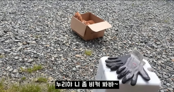 어머냥이 눈치보면서 냥이집 청소하는 아저씨ㅋㅋㅋ.jpg | 인스티즈