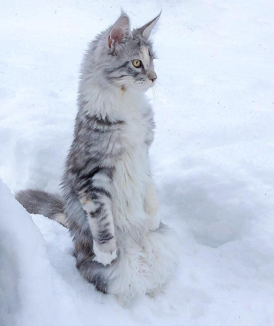 서 있는 고양이 모임 | 인스티즈