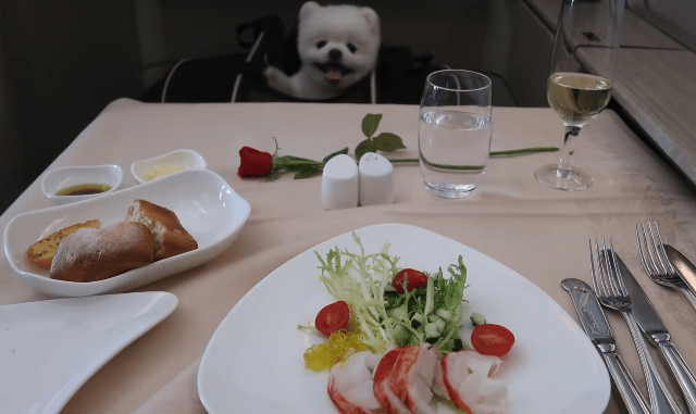 🐶강아지 달리의 비행기 1등석 체험기 .gif | 인스티즈