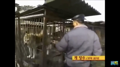 개장수만 보면 본능적으로 똥오줌 지리는 개들 | 인스티즈