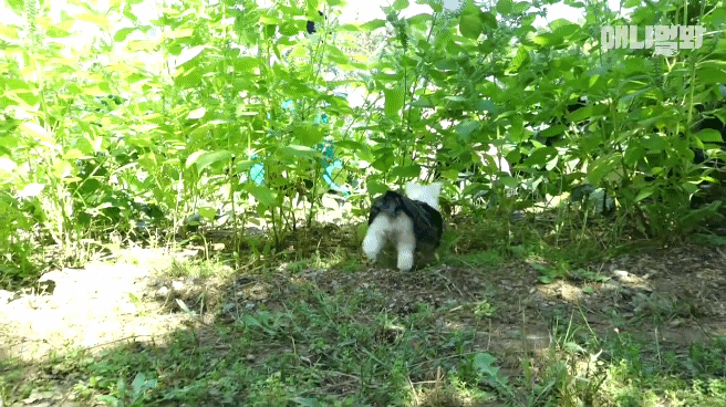 동물병원 매니저로 일하고 집은 공기 좋은 시골이고 좋아하는 방울토마토도 매일 먹는 금수저 강아지🍅.jpgif | 인스티즈