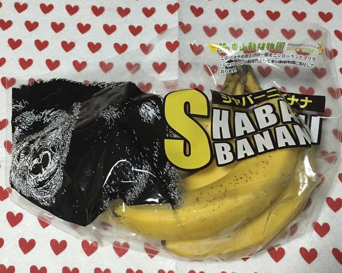 일본에서 모델까지 했던 잘생긴 고릴라 | 인스티즈