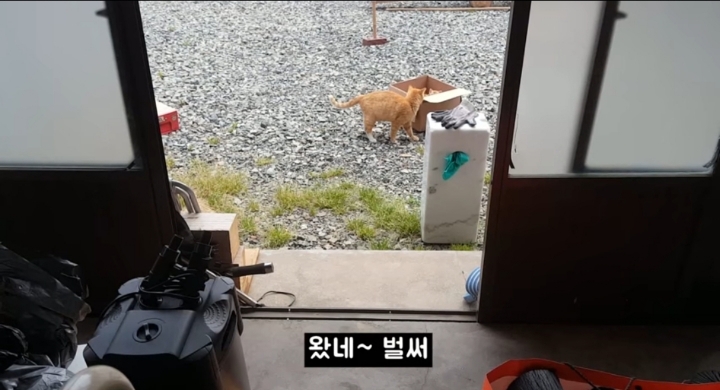 어머냥이 눈치보면서 냥이집 청소하는 아저씨ㅋㅋㅋ.jpg | 인스티즈