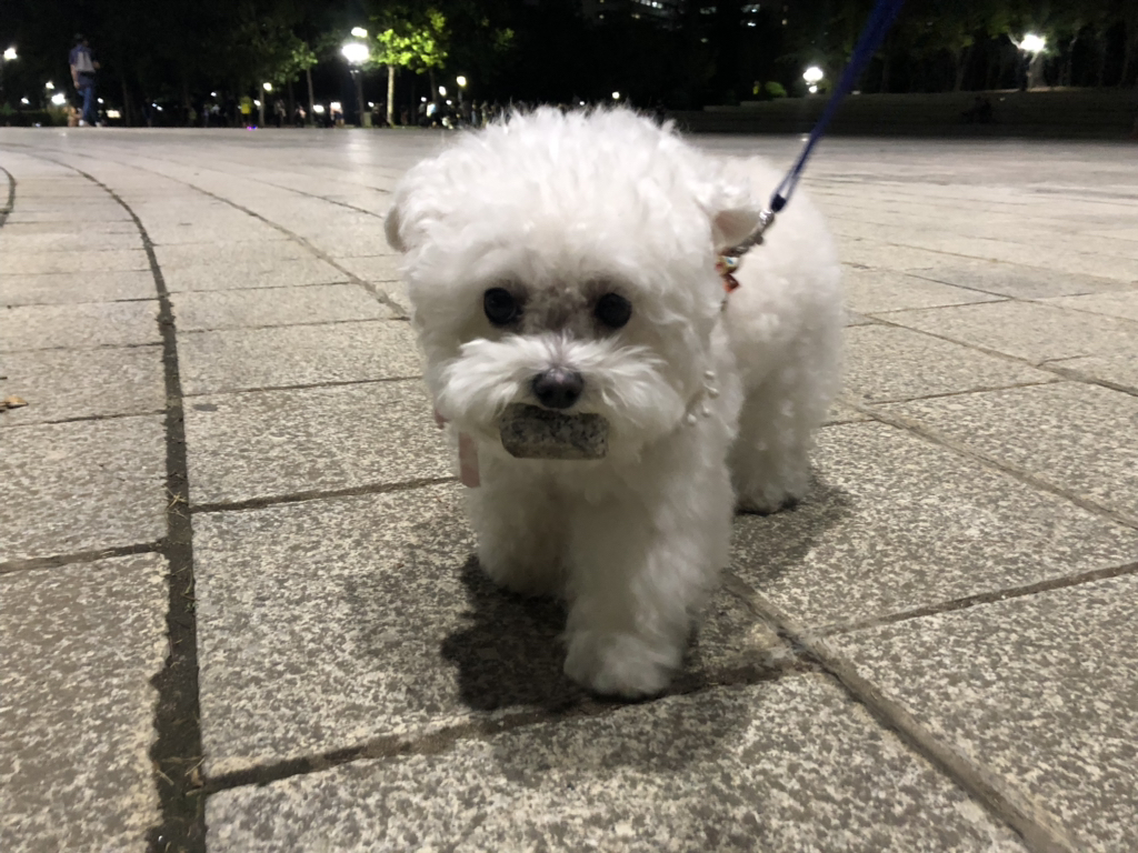 강아지가 산책할 때 자꾸 돌을 물고다녀 | 인스티즈