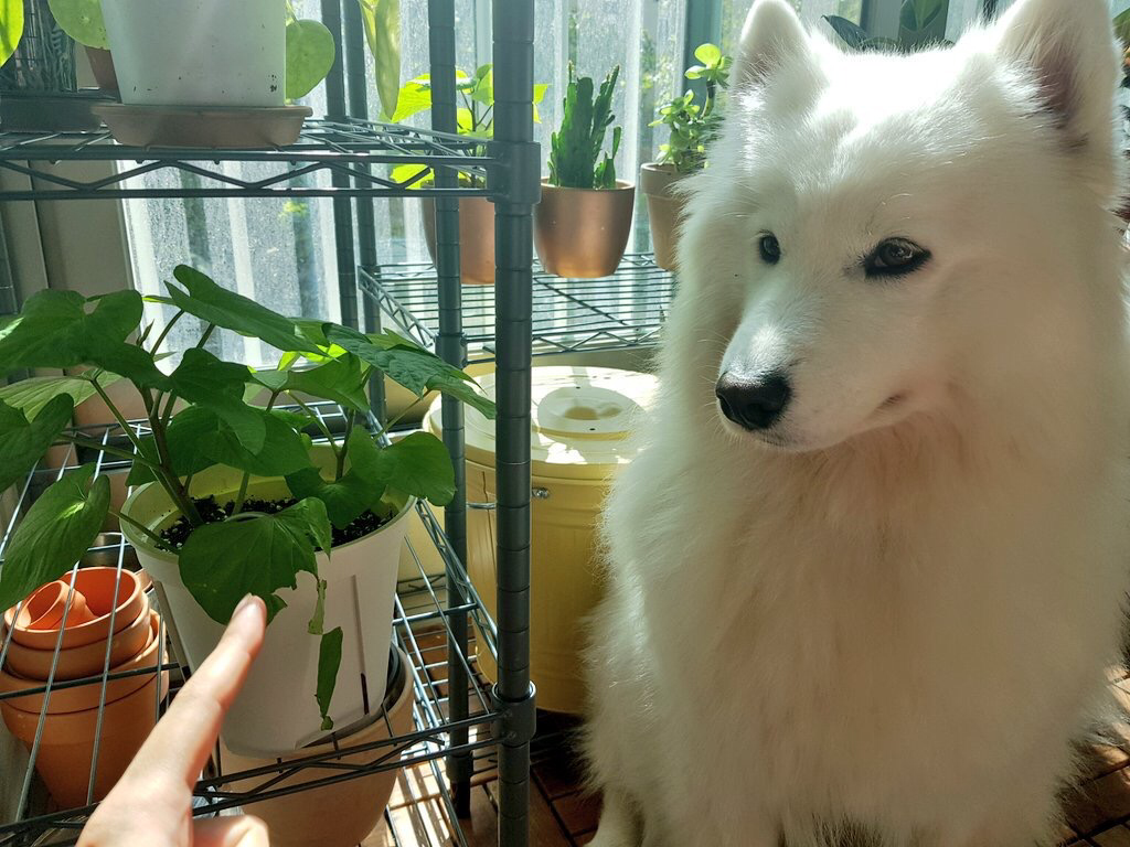 사람들이 잘 모르는 사모예드 원숭이 시기.jpg | 인스티즈