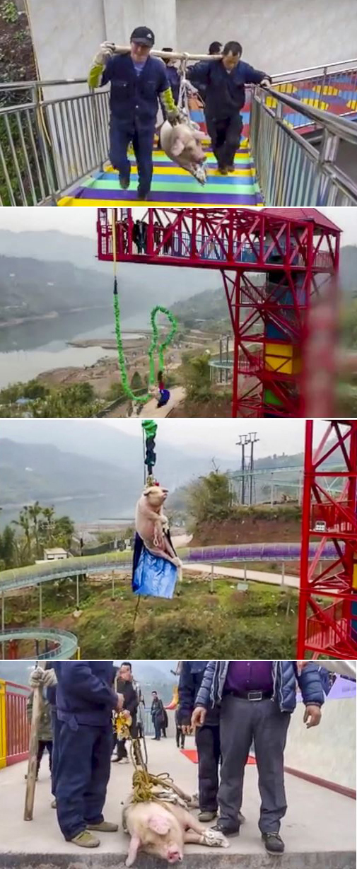돼지발 이미지