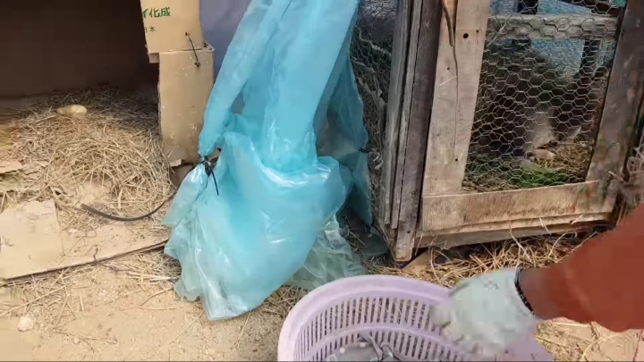 배수관에 낳은 새끼 토끼들 확인하기 &amp; 토끼장으로 이사하기 | 인스티즈