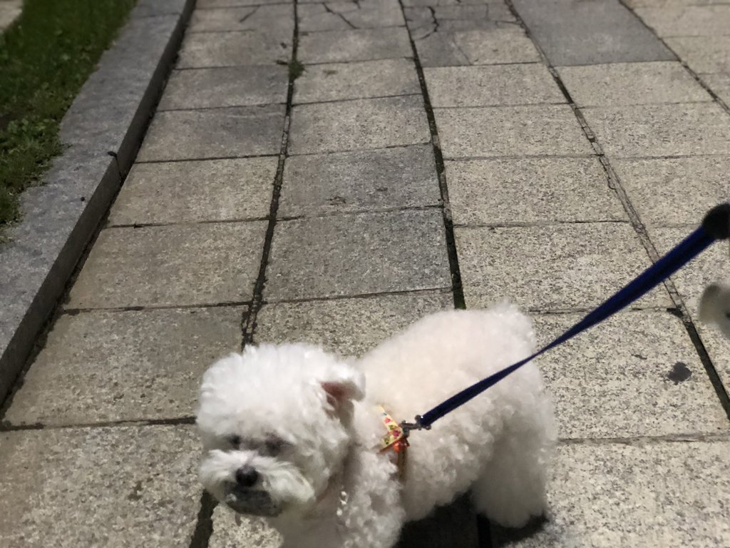 강아지가 산책할 때 자꾸 돌을 물고다녀 | 인스티즈