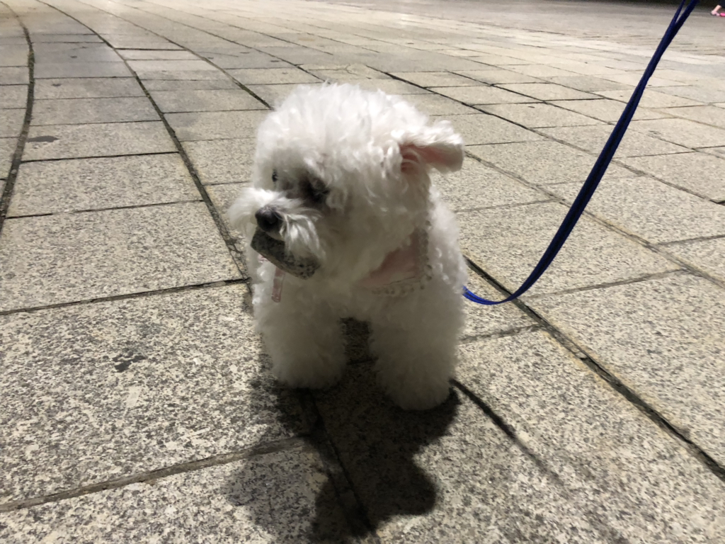 강아지가 산책할 때 자꾸 돌을 물고다녀 | 인스티즈