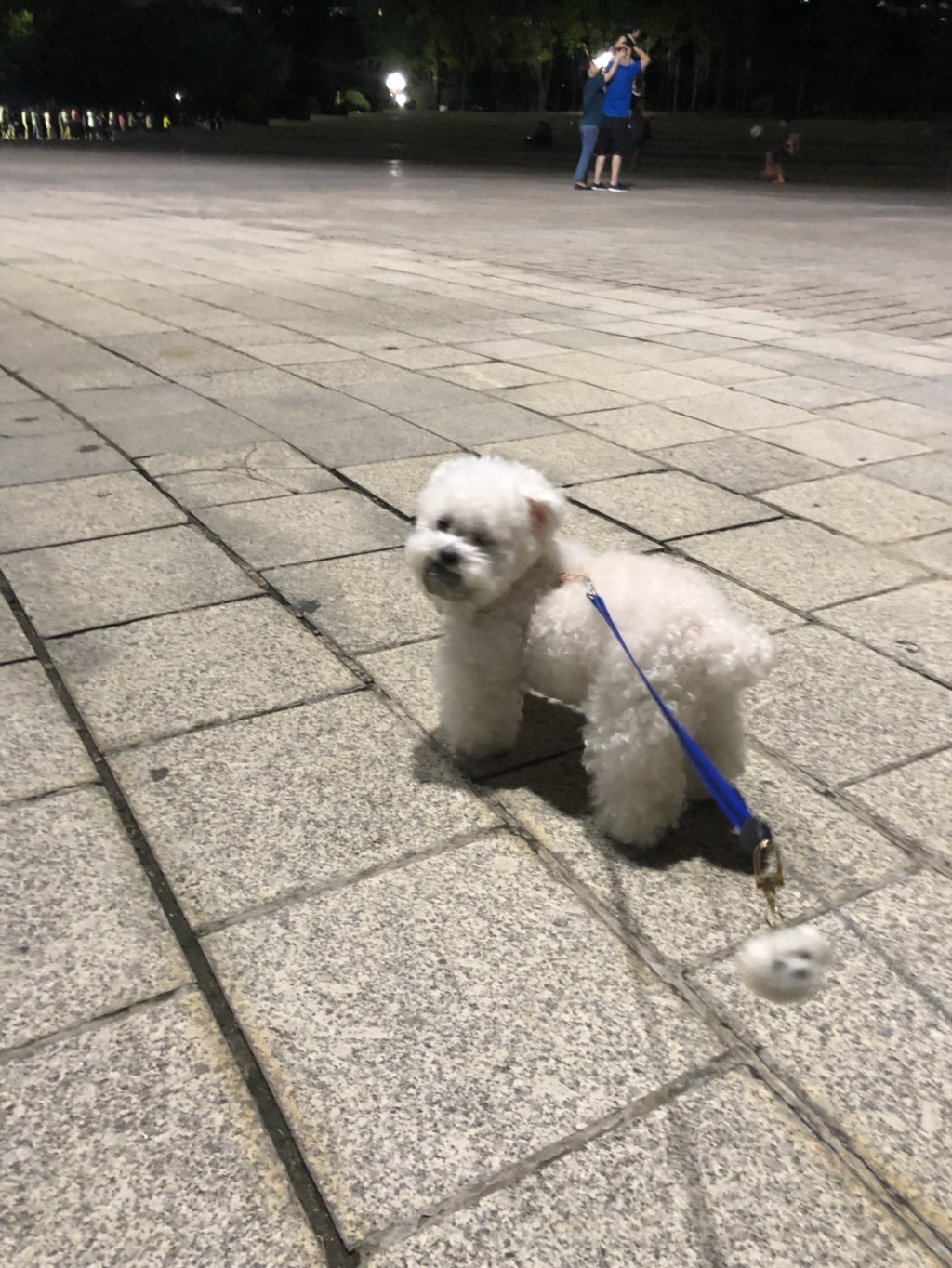 강아지가 산책할 때 자꾸 돌을 물고다녀 | 인스티즈