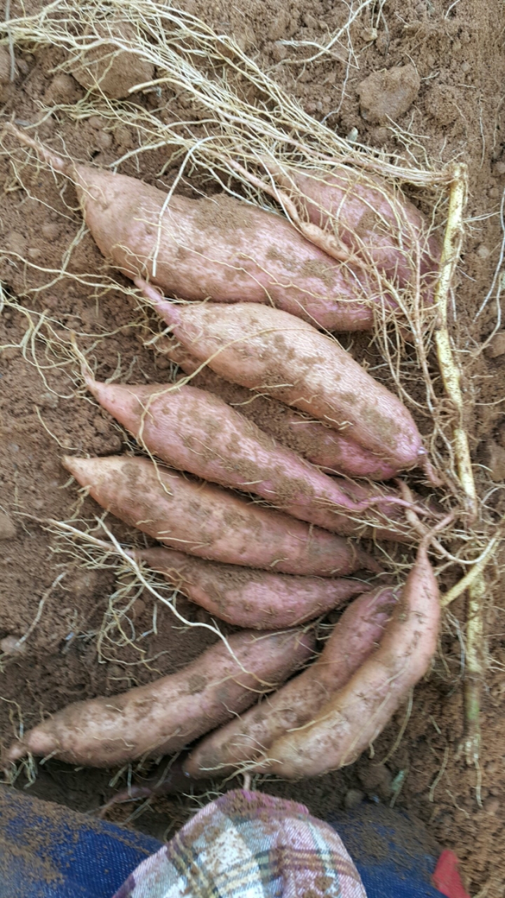 두손주 이미지