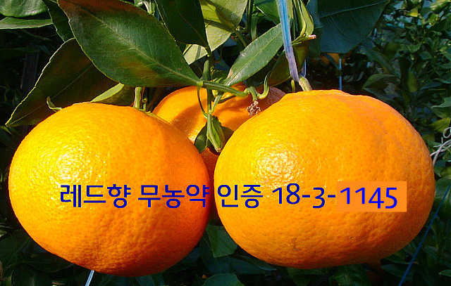 올레에반하다 이미지