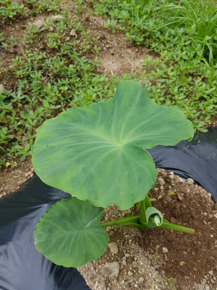 토란주인 이미지