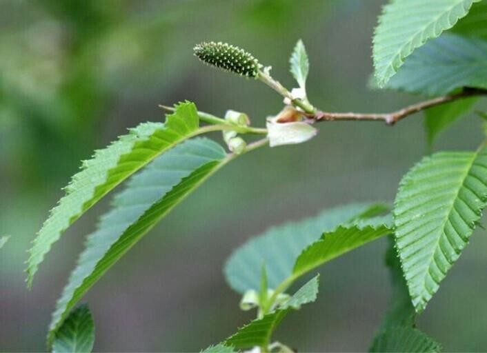 오리보감 이미지