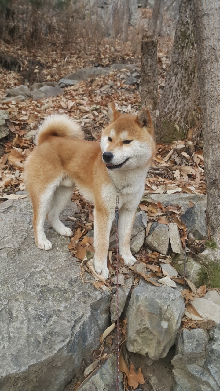 수컷 이미지