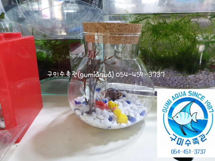 마리모 이미지