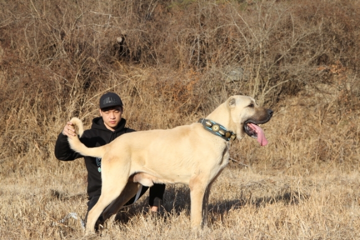 바쉬 이미지