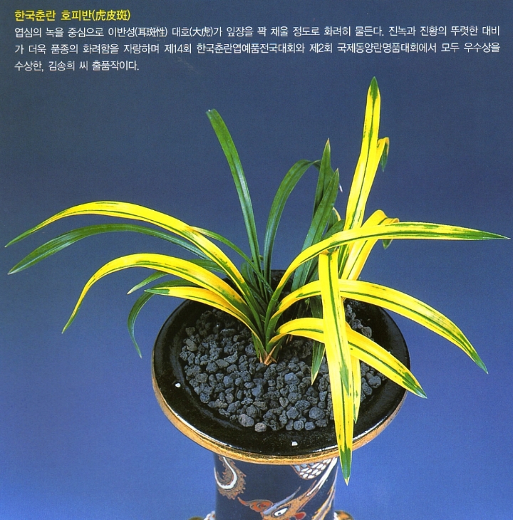 정일품 이미지