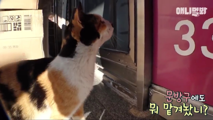 매일 회 받아가서 자식들 먹이는 엄마 고양이 | 인스티즈