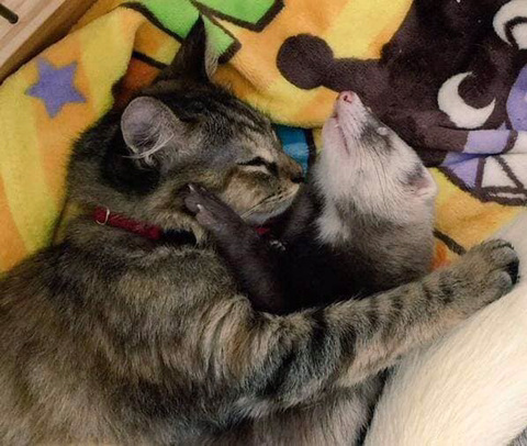 구조되어 페럿을 키우는 집으로 입양된 고양이 | 인스티즈