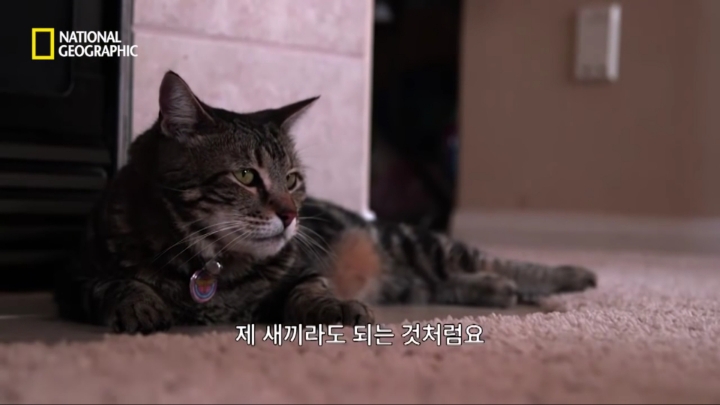 몸을 날려 아이를 구한 고양이 | 인스티즈