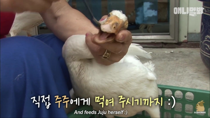 [TV동물농장] 목이 굽어버린 동생을 지키는 거위 | 인스티즈