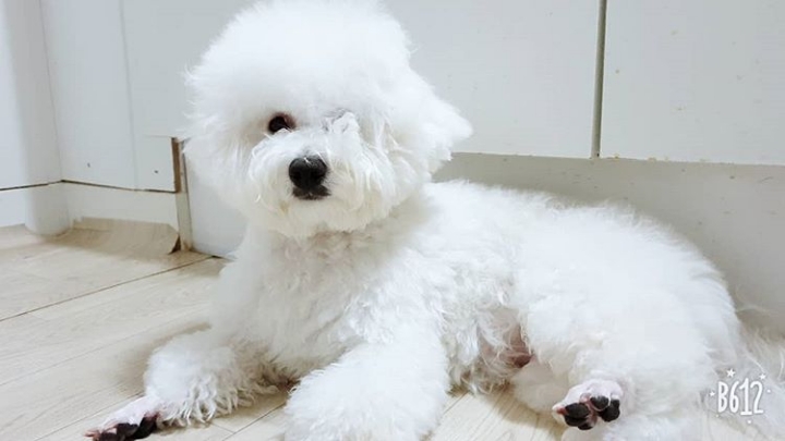 비숑 이미지