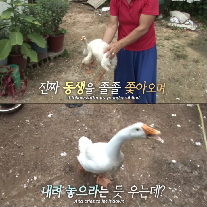 [TV동물농장] 목이 굽어버린 동생을 지키는 거위 | 인스티즈