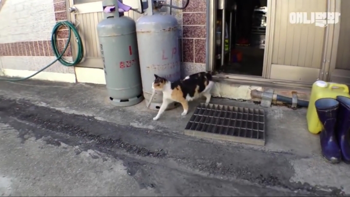 매일 회 받아가서 자식들 먹이는 엄마 고양이 | 인스티즈