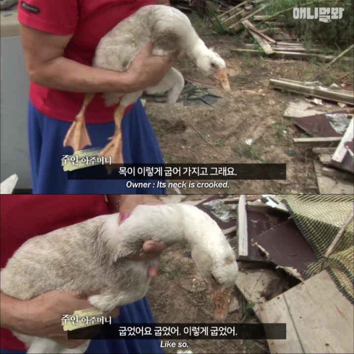 [TV동물농장] 목이 굽어버린 동생을 지키는 거위 | 인스티즈