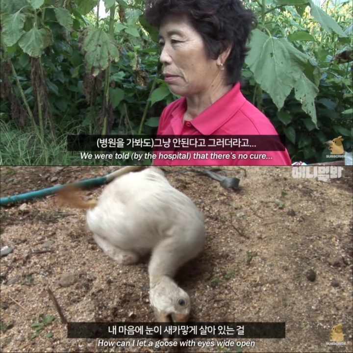 [TV동물농장] 목이 굽어버린 동생을 지키는 거위 | 인스티즈