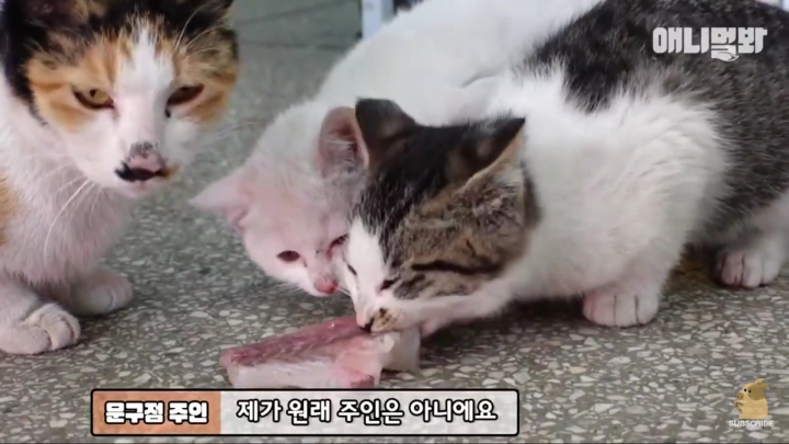 매일 회 받아가서 자식들 먹이는 엄마 고양이 | 인스티즈