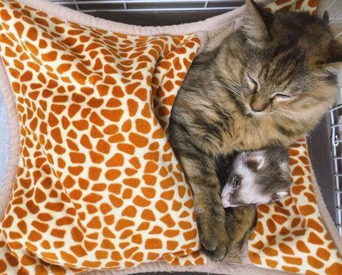 구조되어 페럿을 키우는 집으로 입양된 고양이 | 인스티즈