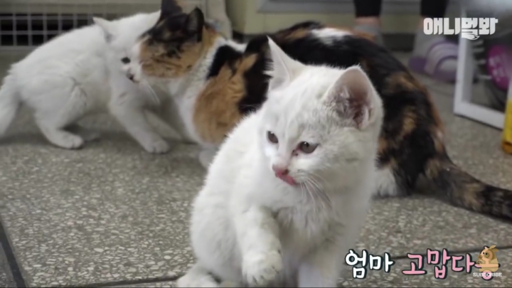 매일 회 받아가서 자식들 먹이는 엄마 고양이 | 인스티즈