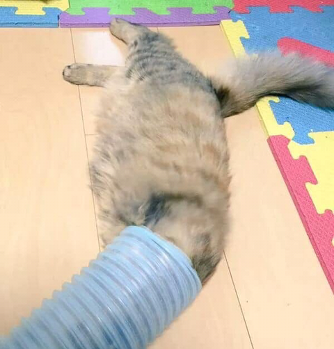 구조되어 페럿을 키우는 집으로 입양된 고양이 | 인스티즈