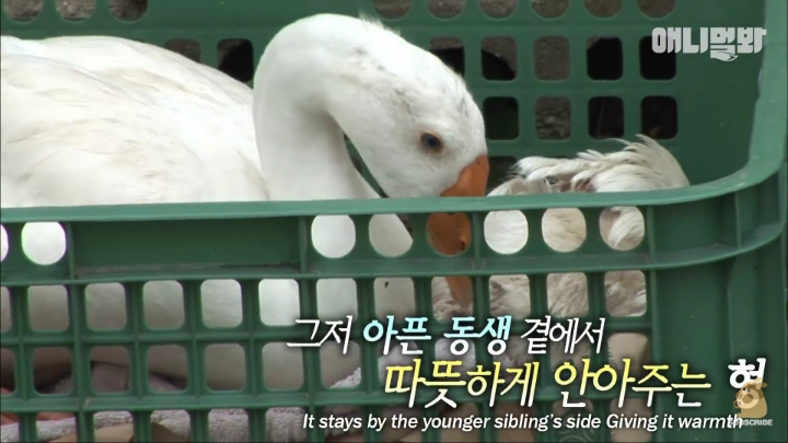 [TV동물농장] 목이 굽어버린 동생을 지키는 거위 | 인스티즈