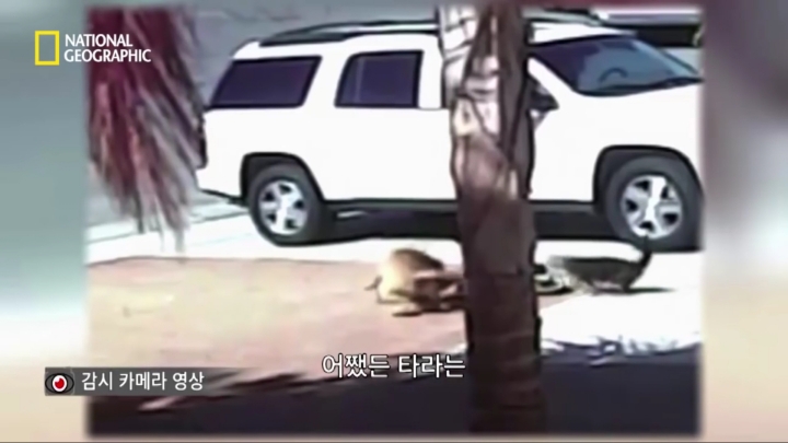 몸을 날려 아이를 구한 고양이 | 인스티즈